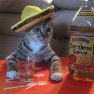 Meet your Posher, Evie